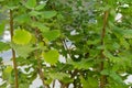 Incense bush iboza riparia green leaf leaves aromatic