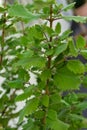 Incense bush iboza riparia green leaf leaves aromatic