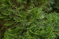 Incense cedar tree Calocedrus decurrens branch close up.