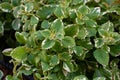 The incense plant Plectranthus coleoides is a perennial plant.