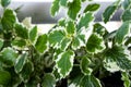 Incense plants, variegated leaves of Plectranthus coleoides plant