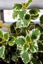 Incense plants, variegated leaves of Plectranthus coleoides plant Royalty Free Stock Photo