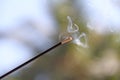 Incense stick and smoke from incense burning. Beautiful smoke. B Royalty Free Stock Photo