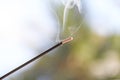 Incense stick and smoke from incense burning. Beautiful smoke. B Royalty Free Stock Photo