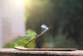 Incense stick and smoke from incense burning. Beautiful smoke. B