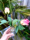 Incense with two Roses in Glass wit Rope Royalty Free Stock Photo