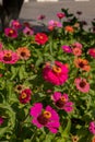 Incest on bright flowers of zinnia Royalty Free Stock Photo