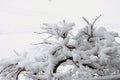 An inch of fluffy, white snow on the branches of a small Japanese Maple tree in the spring, against a white background Royalty Free Stock Photo
