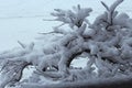 An inch of fluffy, white snow on the branches of a small Japanese Maple tree in the spring in Trevor, Wisconsin Royalty Free Stock Photo