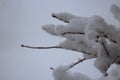 An inch of fluffy, white snow on the branches of a small Japanese Maple tree in the spring in Trevor, Wisconsin Royalty Free Stock Photo