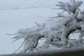 An inch of fluffy, white snow on the branches of a small Japanese Maple tree in the spring Royalty Free Stock Photo