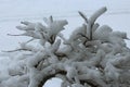 An inch of fluffy, white snow on the branches of a small Japanese Maple tree in the spring in Wisconsin Royalty Free Stock Photo