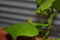 Inch worm measuring green leaf of a sweet potato