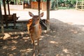 Deer at Wolmi Park Traditional Garden in Incheon, Korea