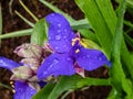 Inchplant, spiderwort and dayflower (Tradescantia andersoniana) \'Caerulea plena\' flowering