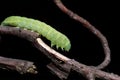 Inchworm on branch