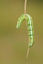 Inchworm Royalty Free Stock Photo