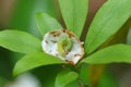 Inchworm curled up on the inside of a mountain laurel flower