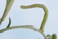 Inchworm on Flower Stem