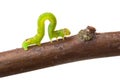 Inchworm walking on a branch Royalty Free Stock Photo