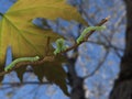 Inchworms on a broken branch