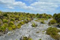 Rugged Vegetation and Earth Terrain at Tulum Archeological Site