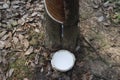 Incision on the trunk of a rubber tree Hevea along the gutter of which flows down the white rubber