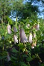 The inclined shoots of a blooming dotted bell Campanula punctata in the garden against the background of distant trees