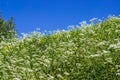 Inclined slope with green grass, white flowers, blue sky Royalty Free Stock Photo