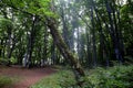 Inclined tree with moss-covered trunk, in the light filtering through the beech forest, Bosco Sant`Antonio, Abruzzo, Italy Royalty Free Stock Photo