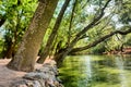 Inclined trees near lake