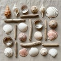 Includes scallop shells Pectinidae , spiral shells, and smooth clam Royalty Free Stock Photo