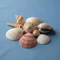 Includes various shapes such as conical and round spiral shells along Royalty Free Stock Photo