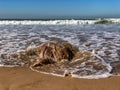 Incoming tide on sand beach, Atlantic Ocean, Agadir, Morocco Royalty Free Stock Photo