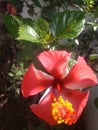 An incomparable snapshot of a decorative plant having red hibiscus flower Royalty Free Stock Photo