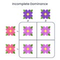 Incomplete Dominance genome sciences educational vector illustration infographic Royalty Free Stock Photo