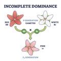 Incomplete dominance and new generation alleles variants outline diagram Royalty Free Stock Photo