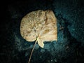 Incomplete leaf today Royalty Free Stock Photo