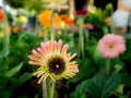 Incomplete Pink Gerbera Flower Blooming