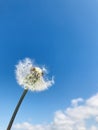 An incomplete white dandelion, blue sky and white clouds background Royalty Free Stock Photo