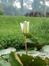 An incompletely blossomed lotus flower Royalty Free Stock Photo