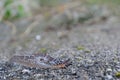 Inconspicuous slug on the asphalt