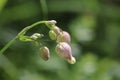 inconspicuous wild flower Royalty Free Stock Photo