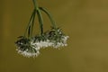 Inconspicuous wild flower with small white flowers