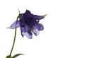 Inconspicuous wild flower on a white background