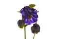 Inconspicuous wild flower on a white background