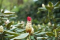 Inconspicuous wild flowering plant with lots of green leaves