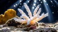 The increasing acidification of oceans disrupts coral reef growth, emphasizing the immediate need for marine Royalty Free Stock Photo