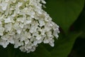Incrediball Hydrangea in early bloom Royalty Free Stock Photo