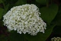 Incrediball Hydrangea in early bloom Royalty Free Stock Photo